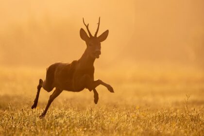 Walne Zgromadzenie 26.04.2026 r