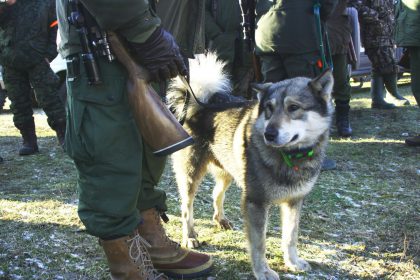 Polowanie zbiorowe Pompa – Mały Gawlik 13.01.2018