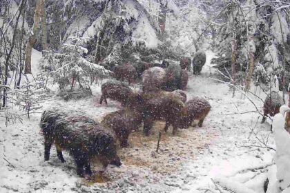 Operacja „Paśnik”- zima nie bierze jeńców!